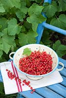 Ribes rubrum - Redcurrants harvested and displayed in colander