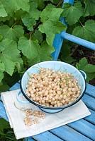 Ribes glandulosum - Whitecurrants harvested in colander