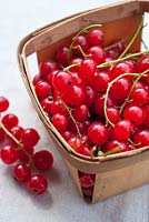 Ribes rubrum - Redcurrants in punnet