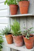 Selection of herbs in pots on rustic shelving including sage, thyme, rosemary, parsley and majoram
