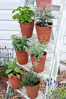 Selection of culinary herbs displayed on ladder including thyme, sage, oregano and parsley