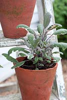 Salvia officinalis - Sage in pot on ladder