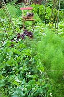 Pisum sativa - Dwarf pea 'Progress 9' growing in vegetable bed
