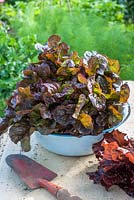 Harvested red lettuce in enamel bowl