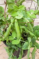 Pisum sativa - Dwarf pea 'Progress 9' in container and harvested in colander