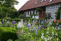 House and garden with planting of Astrantia, Buxus, Campanula persicifolia 'Grandiflora Alba', Iris germanica, Papaver orientale and Vitis 