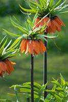 Fritillaria imperialis (Crown imperial or Kaiser's crown)