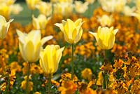 Tulipa 'Ballade Gold' and Erysimum cheiri 'Sunset Orange'
