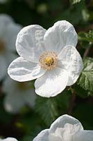 Rubus 'Benenden'