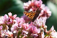 Bergenia x schmidtii with butterfly Polygonia c-album 