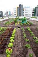 Overview with lettuces, broadbeans, berries and spring onions at the rooftop kitchen garden in the centre of Rotterdam, Holland.