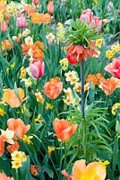 Colourful Spring border with Tulipa 'Orange Favourite', Narcissus 'Martinette', Tulipa 'Salmon Impression' and Fritillaria imperialis 