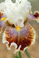 Iris germanica - Wonders Never Cease