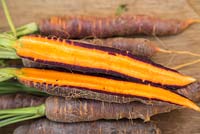 Carrot 'Purple Haze' - cross section of harvested carrot 