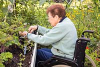 Elderly disabled woman planting Salad winter greens in a veg trug