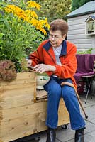 Elderly disabled woman harvesting lettuce from a mobile trug