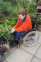 Elderly disabled woman deadheading Dahlia 'Topmix Orange' in a small suburban garden