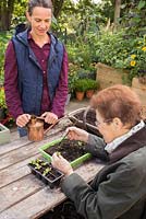 Elderly disabled woman pricking out seedlings accompanied by middle aged woman