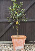 Step by Step - Apple 'Egremont Russet' 