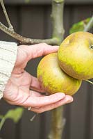 Step by Step - Harvesting Apple 'Egremont Russet' 