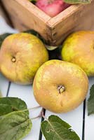 Step by Step Apple 'Egremont Russet' - harvested fruit