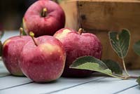 Step by Step - Apple 'Spartan' - harvested apples on garden table 