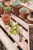 Tools and equipment on potting bench for planting cuttings of Eleagnus x ebbingei 'Limelight'  
