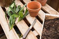 Tools and equipment on potting bench for planting cuttings of Laurus nobilis - Bay