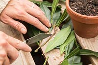 Removing side leaves on Laurus nobilis - Bay cuttings