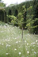 Leucanthemum vulgare - Oxeye Daisy in long grass surrounding tree sapling.  Yew arches in background.