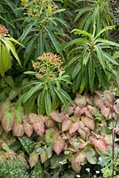 Euphorbia Mellifera and Epimedium perralchicum in shade border 
