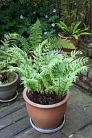 Cyrtomium falcatum - Holly Fern in large round terracotta pot. Athyrium blechnum and Dryopteris in mixed containers 