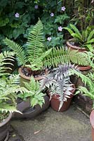 Athyrium niponicum Pictum - painted japanese fern, Blechnum spicant - Hard fern and Dryopteris in pots on stone paving 