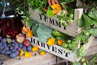 A large harvest display of fruit and vegetables. Victoria plum - Prunus domestica, Damson, Damson Gin, Coriander, Dahlia, Lettuce, Carrots, Gourd, Courgette, Marigold, Chard.