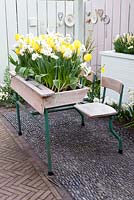 Recycled school desk filled with narcissus and yellow tulips. Brocante plates hanging on wooden pink and blue fence
