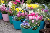 Plastic baskets filled with Hyacinths, Tulipa 'Purple Prince', Narcissus 'Rip van Winkle', Anemone blanda, Narcissus and Myosotis.