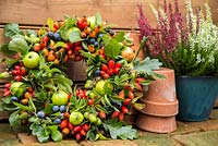 A homemade mixed foraged wreath with wild apples, Sloes - Prunus spinosa, Oak acorns and rose hips
