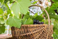 Basket of freshly picked Vitis vinifera 'Black Hamburg' syn. Trollinger, Frankenthaler
