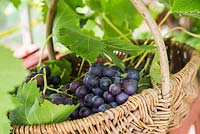 Basket of freshly picked Vitis vinifera 'Black Hamburg' syn. Trollinger, Frankenthaler
