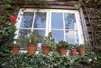Succulents in terracotta pots on ivy covered window sill.