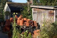 Hand thrown terracotta pots stored outside of shed with evening primrose flowers.