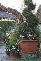 Geranium, fushia, lobelia, dahlia, verbana bonariensis and petunia in large terracotta pot at entrance to Whichford POttery