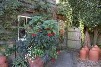 Old wooden gate, dahlias, rhubarb forcing pots and hostas.