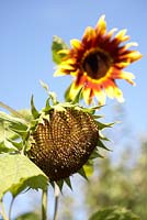 Sunflowers - Seedheads.