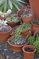 Hand thrown terracotta pots with collection of succulents.
