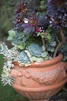 Terracotta planter with mixed succulents, pelargonium and Aeonium arboreum Atropurpureum.