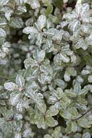Pittosporum tenuifolium 'Irene Paterson' in March