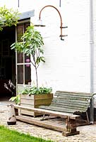 Figtree and hosta in wooden container near entrance to kitchen. Homemade bench made from old scaffolding boards. Vintage coal-scuttle.