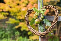 Decorative wreath made of Wild apples, Acorns and Sloe berries - Prunus spinosa