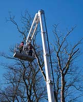 Tree surgeons at work on elevated platform of hydraulic cherry picker